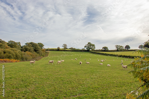 Sheep grazing in the countryside.