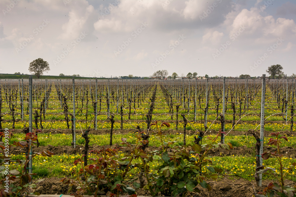Rows of vines in vineyard at Meolo Town, Veneto, Italy.