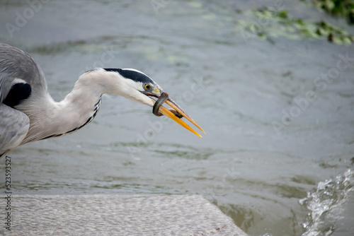 Gray heron catching a loach fish on a stone bridge in the river. photo