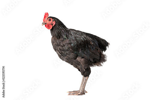 chicken have red comb. Black australorp rooster stand on isolated white background. © ณัฐวุฒิ เงินสันเทียะ