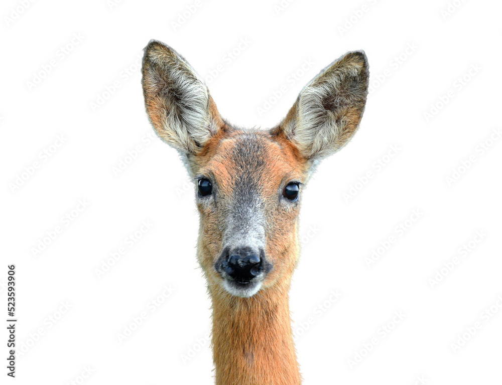 Fototapeta premium Roe deer portrait on transparent background