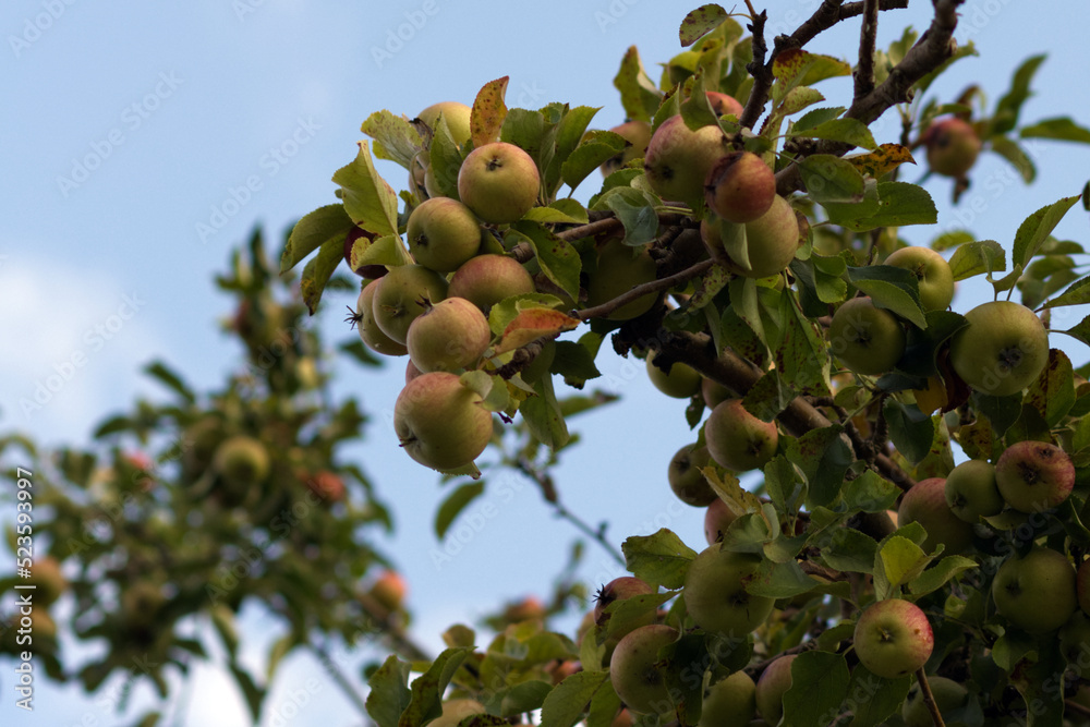 Apples on tree during autumn. Blue sky. Apples on tree during autumn. Blue sky.