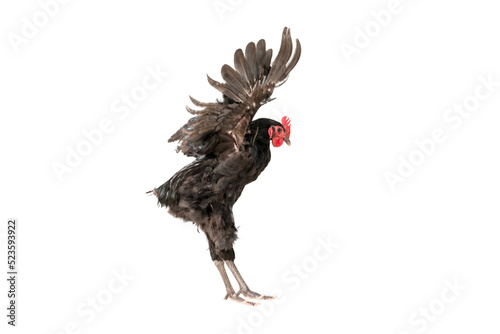 chicken have red comb. Black australorp rooster fly on isolated background.