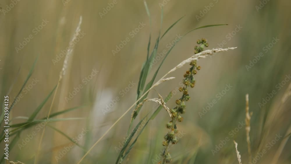Field grass close-up, a blue sky in the background. Focus goes from one blade of grass to another. 4K Field grass close-up, a blue sky in the background. Focus goes from one blade of grass to another. 4K