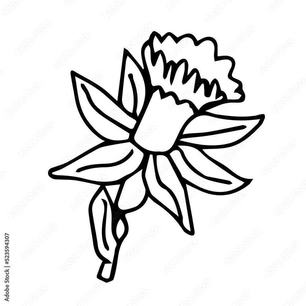 Narcissus flower in doodle line style. Hand drawn sketch icon of daffodil. Isolated vector illustration. Narcissus flower in doodle line style. Hand drawn sketch icon of daffodil. Isolated vector illustration.