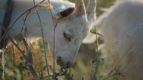 Little white goat eats grass in the sun rays. Close-up shot. 4K photo