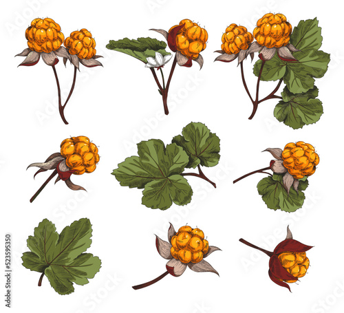 Cloudberry and leaves hand drawn colorful set of vector illustration isolated.
