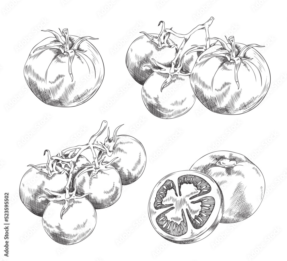 Fototapeta premium Cherry tomatoes branches in hand drawn sketch style, vector illustration isolated on white background.