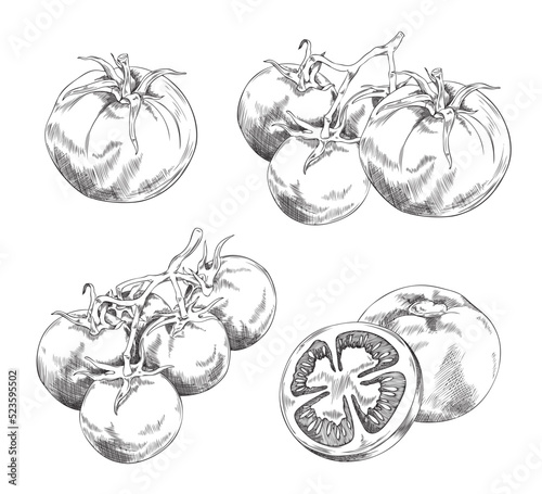 Fototapeta Naklejka Na Ścianę i Meble -  Cherry tomatoes branches in hand drawn sketch style, vector illustration isolated on white background.