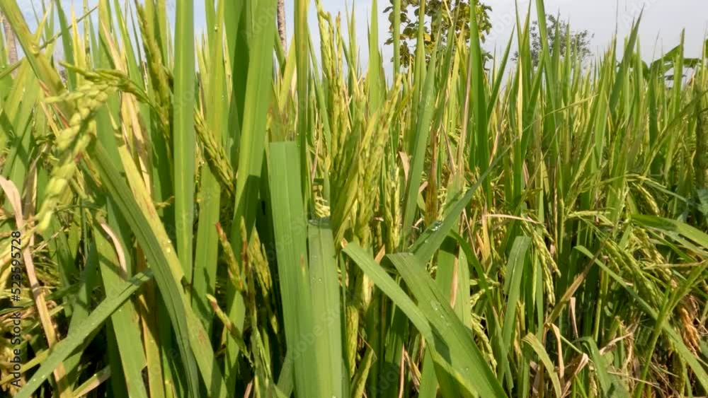 Close up of rice grains in rice fields that are quite old waiting for time to be harvested Close up of rice grains in rice fields that are quite old waiting for time to be harvested