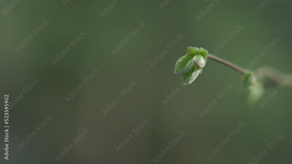 Lonely young plant bud growing on thin twig against blurred natural background in forest Lonely young plant bud growing on thin twig against blurred natural background in forest