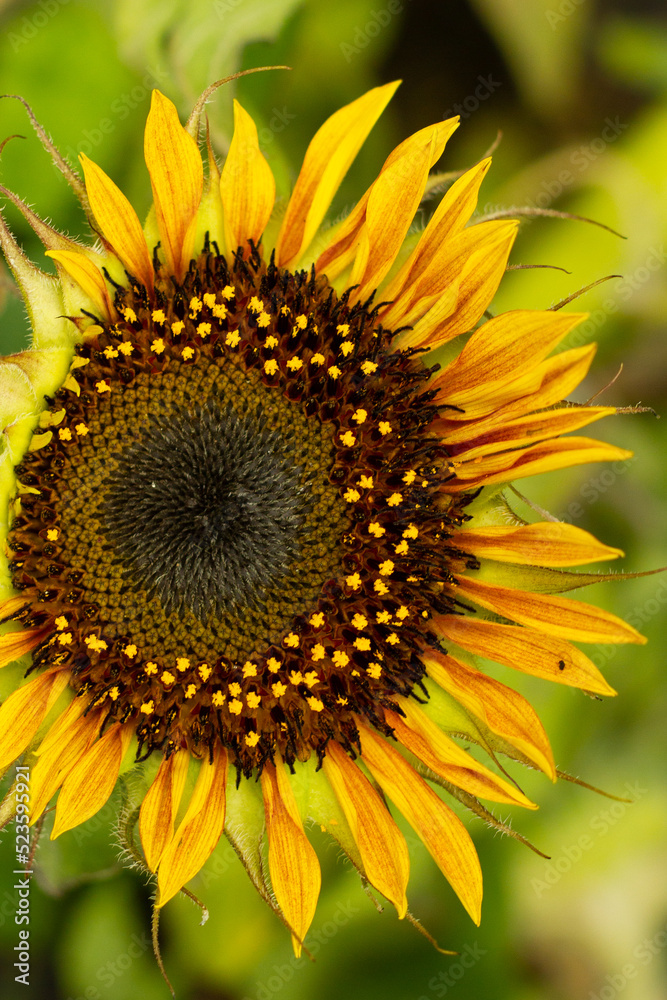 sunflower close up