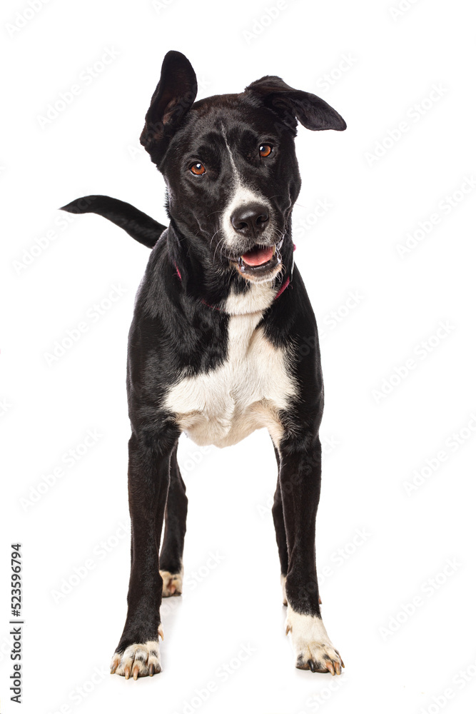 Mixed breed dog standing isolated on white background