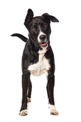 Mixed breed dog standing isolated on white background