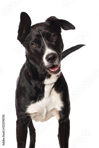 Mixed breed dog standing isolated on white background