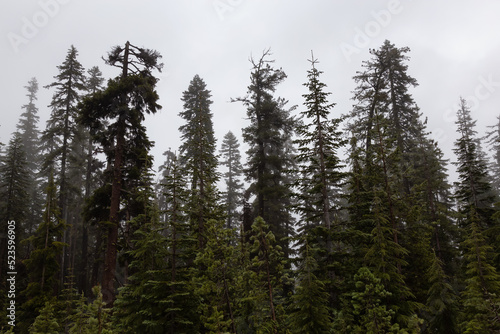 Evergreen Trees on a Misty, Foggy Morning. Summer Season, Oregon, United States. Nature Background.