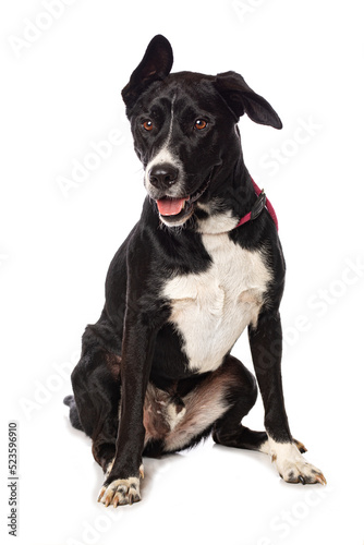 Mixed breed dog on white background