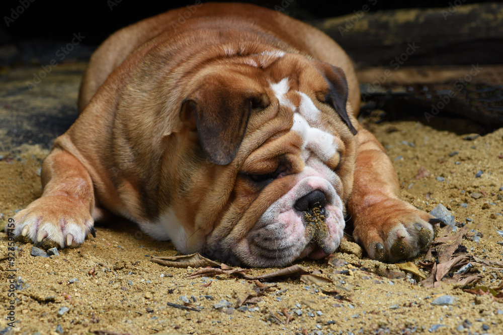 Obraz premium Young English bulldog lie on the sand ground .