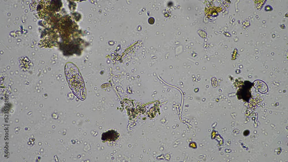 microorganisms and soil biology, with nematodes and fungi under the ...