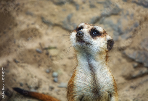 Meerkat portrait close-up on sand background