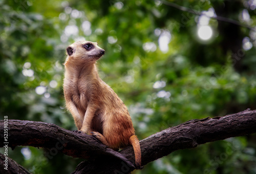 Meerkat on a tree branch portrait in profile