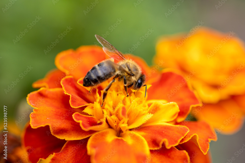 a bee collecting pollen from a flower. Marigold flower (Tagetes patula L.) close up, macro photo a bee collecting pollen from a flower. Marigold flower (Tagetes patula L.) close up, macro photo