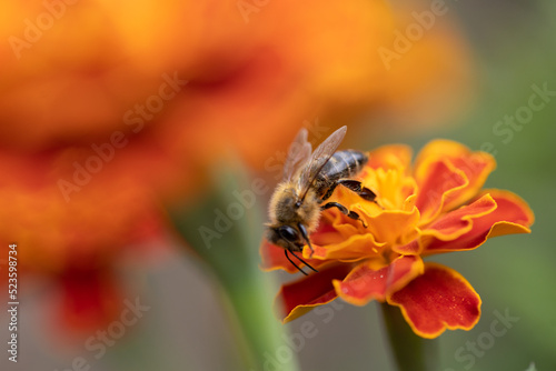a bee collecting pollen from a flower. Marigold flower (Tagetes patula L.) close up, macro photo  photo