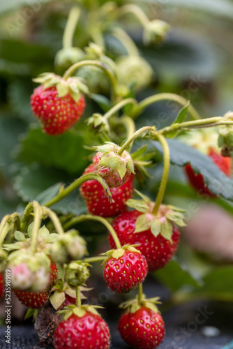 strawberry plant with red fruits. selective focus 