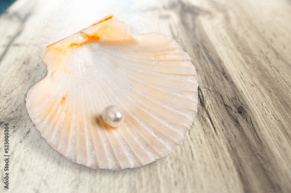 Open shell of great scallop shellfish of edible marine bivalve mollusk
