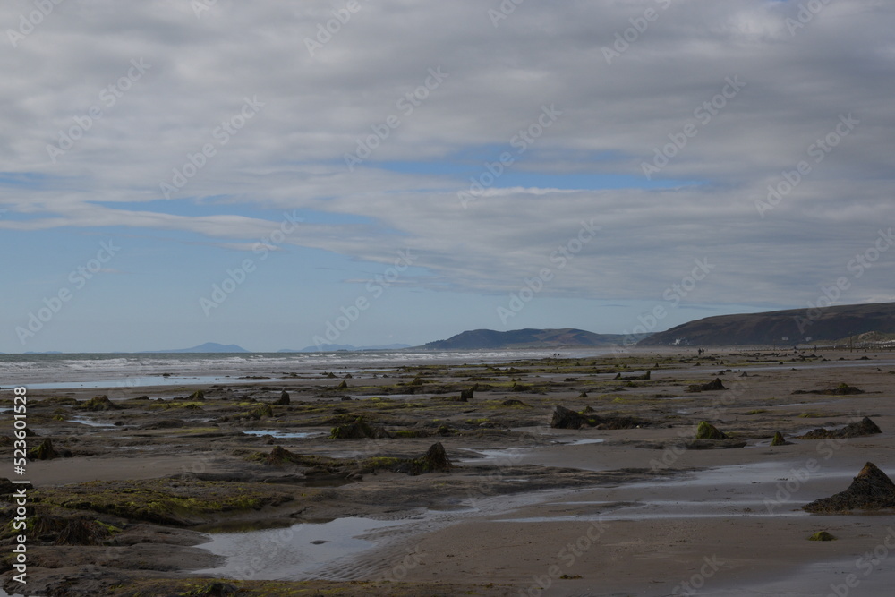 the remains of the petrified forest on Borth beach during low tide