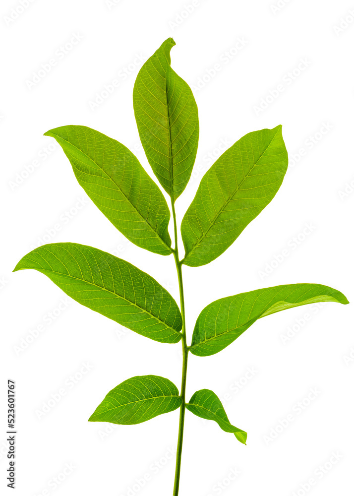branch of walnut isolated on white background branch of walnut isolated on white background