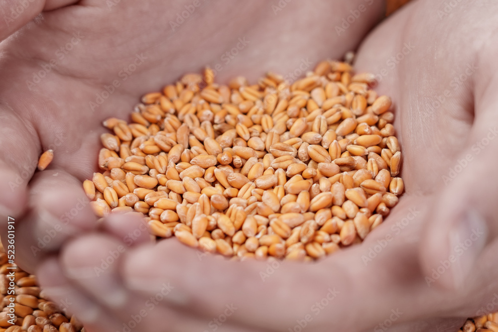 Wheat seeds in the hands of a hungry man Wheat seeds in the hands of a hungry man