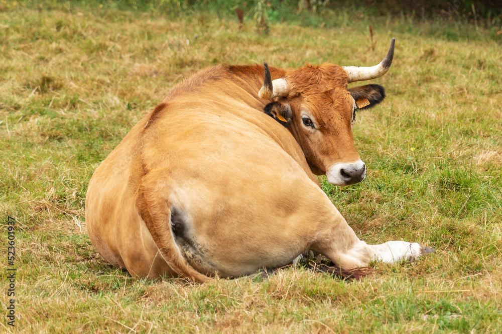 Cow with big horns resting in the pasture. Cattle in Asturias. Livestock
