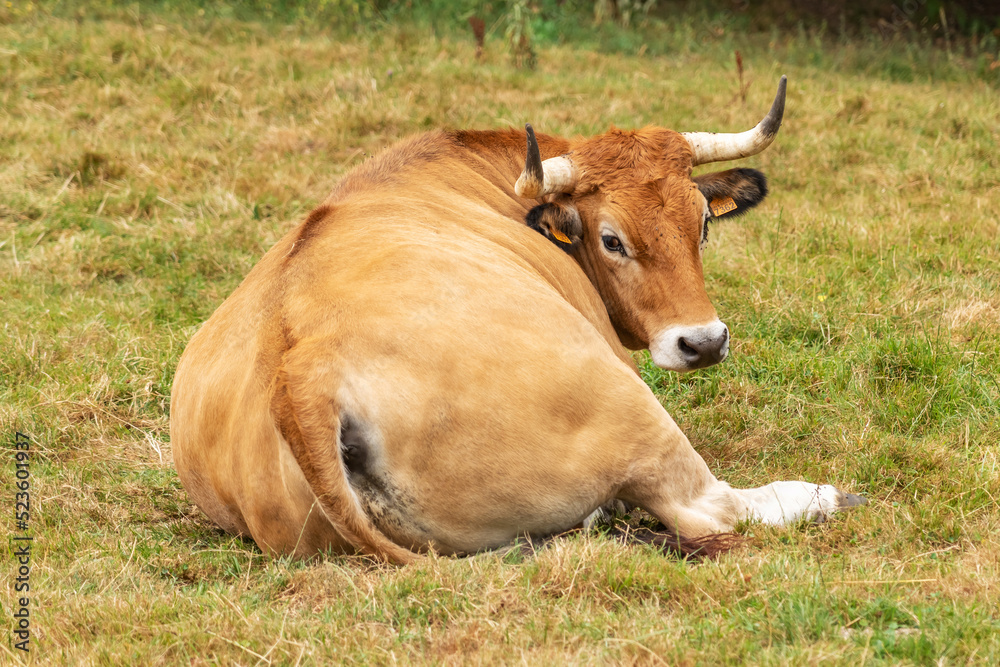 Cow with big horns resting in the pasture. Cattle in Asturias. Livestock Cow with big horns resting in the pasture. Cattle in Asturias. Livestock