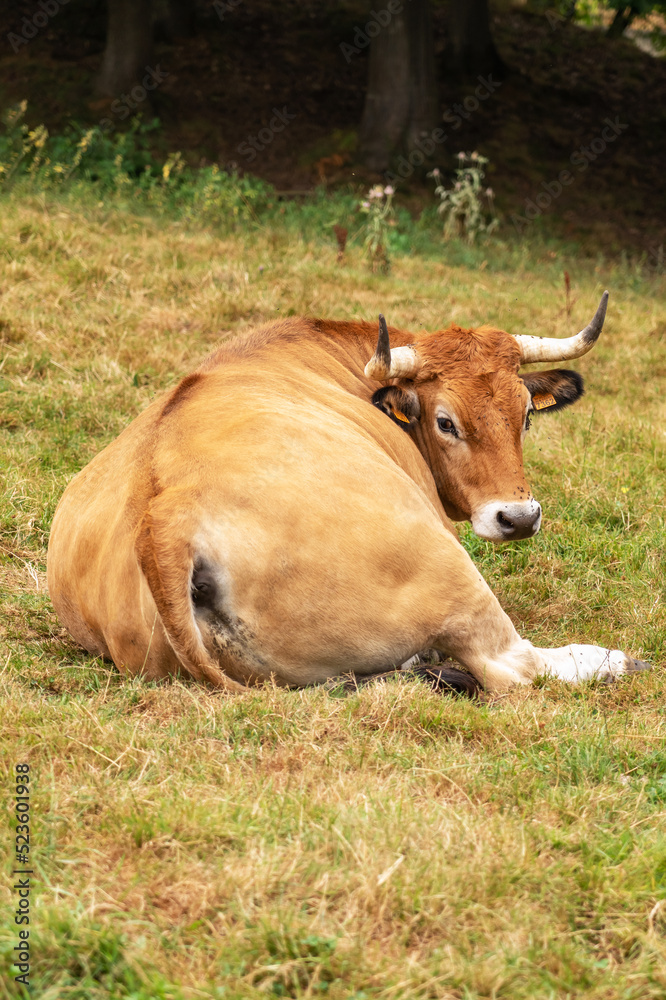 Brown asturian spanish cow with big horns resting on ranch