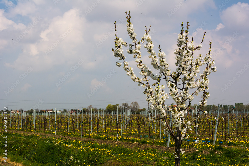 Small tree with white flowers in the vineyard near Meolo Town, Veneto, Italy Small tree with white flowers in the vineyard near Meolo Town, Veneto, Italy