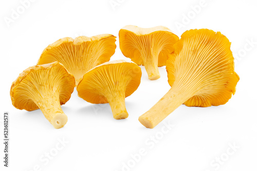 Group of Golden Chanterelle or Cantharellus cibarius isolated on white background. Fresh wild forest mushrooms.