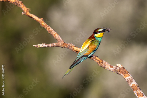 Bee-eater perched on a branch near their nests often with an insect in their beak