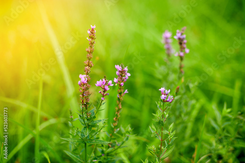 Summer blooming purple thorn loosestrife and purple lythrum on a green blurred background.