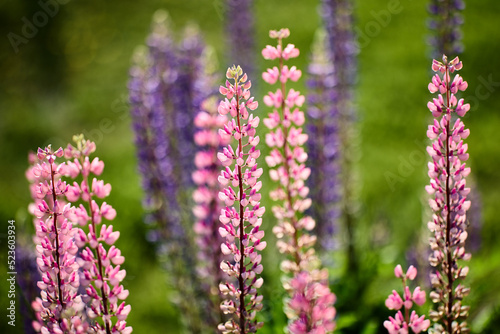 lupinus polyphyllus bloom or blue pod lupine in flower bed on rural background.