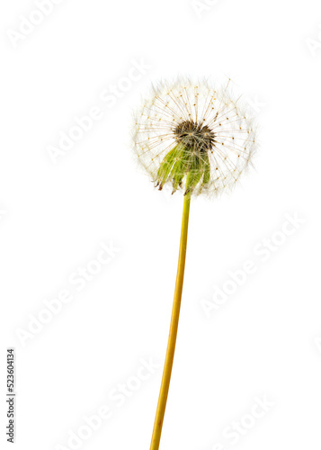 dandelion isolated on white background closeup