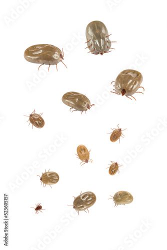 Naklejka Ticks isolated on white background