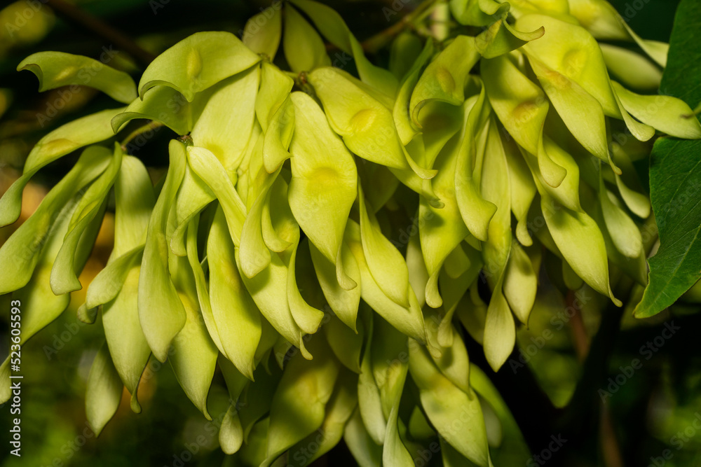 The fruits of tree of heaven, closeup. Ailánthus altíssima, ailanthus