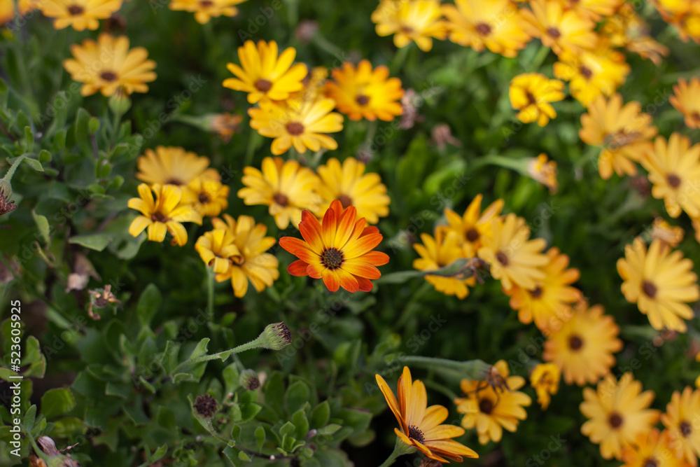Yellow flowers in the garden natural background. Gardening and growing flower and plants hobby. Yellow flowers in the garden natural background. Gardening and growing flower and plants hobby.