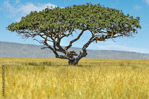 lionnes se reposant dans les branches d'un acacia au milieu de la savane africaine photo