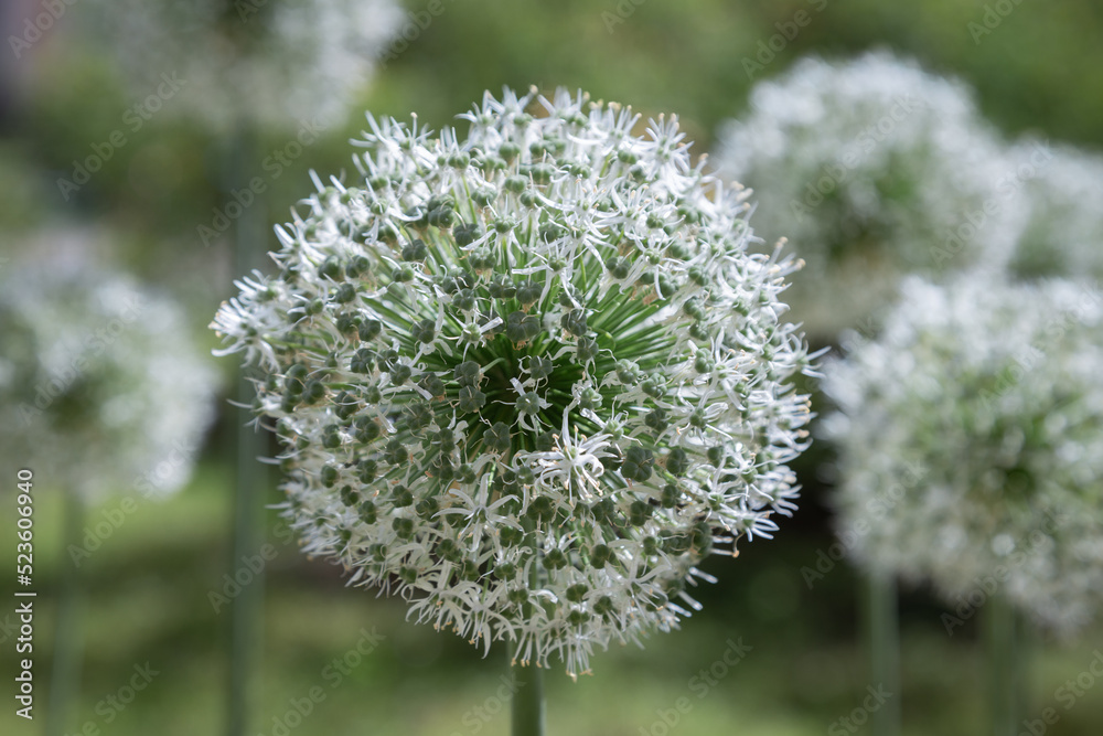 floral wallpaper. background with flowers macro photography, close-up of plants. white allium floral wallpaper. background with flowers macro photography, close-up of plants. white allium