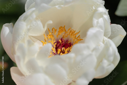 wallpaper with flowers. bright floral background. Macro photography. isolated flower. unusual peonies. a woody peony. peony of delicate cream color