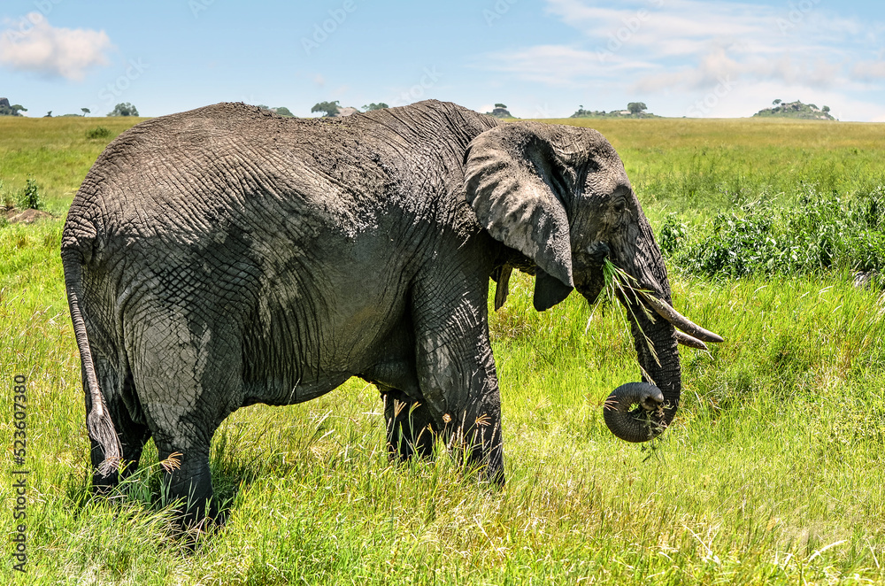 Fototapeta premium Elephant in very close-up in the African savannah