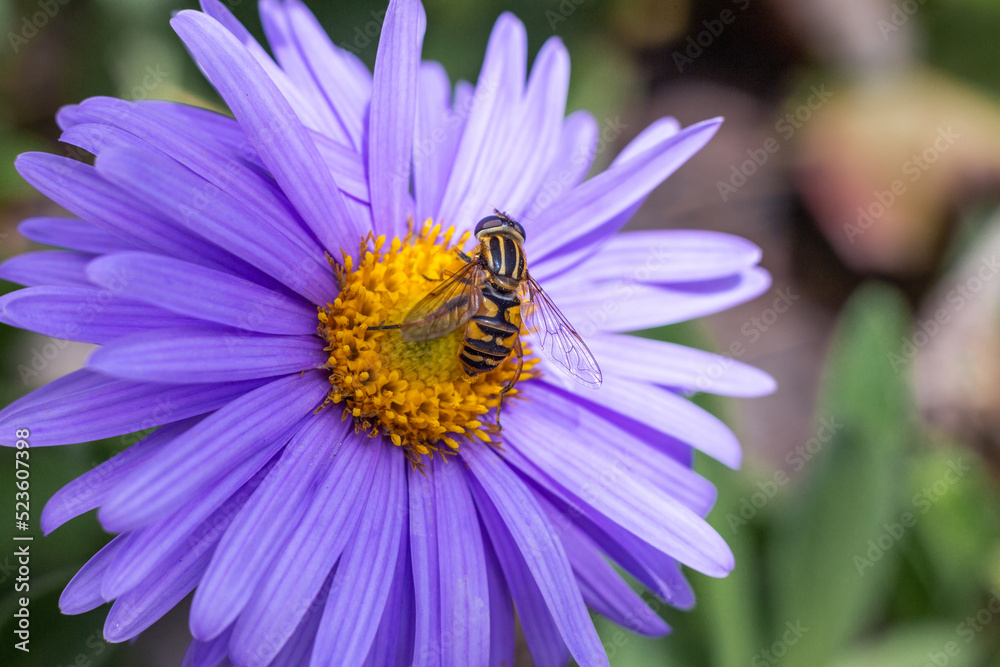 floral wallpaper. background with flowers macro photography, close-up of plants. small purple flowers. lilac astra. an insect on a flower. floral wallpaper. background with flowers macro photography, close-up of plants. small purple flowers. lilac astra. an insect on a flower.