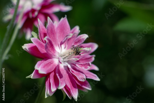 floral background. isolated flower. macro photography. pink flowers on a green background